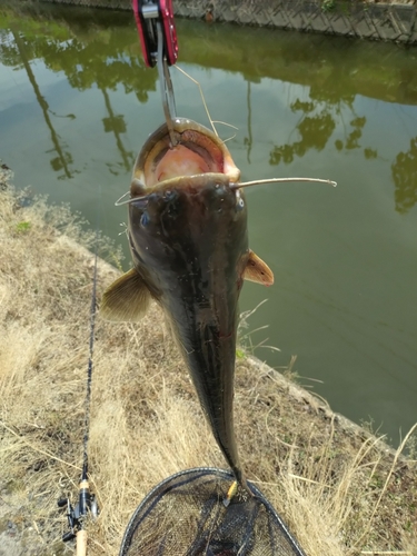 ナマズの釣果