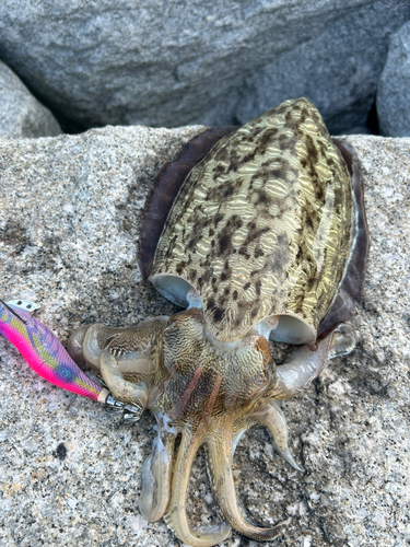 モンゴウイカの釣果