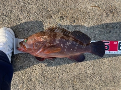 キジハタの釣果