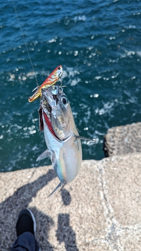 ソウダガツオの釣果