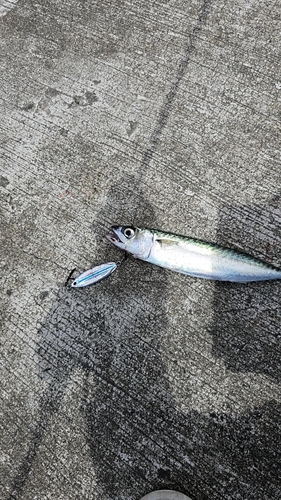 サバの釣果