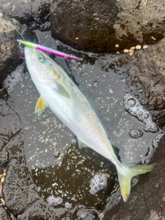 イナダの釣果