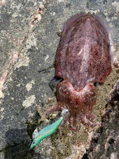 コウイカの釣果