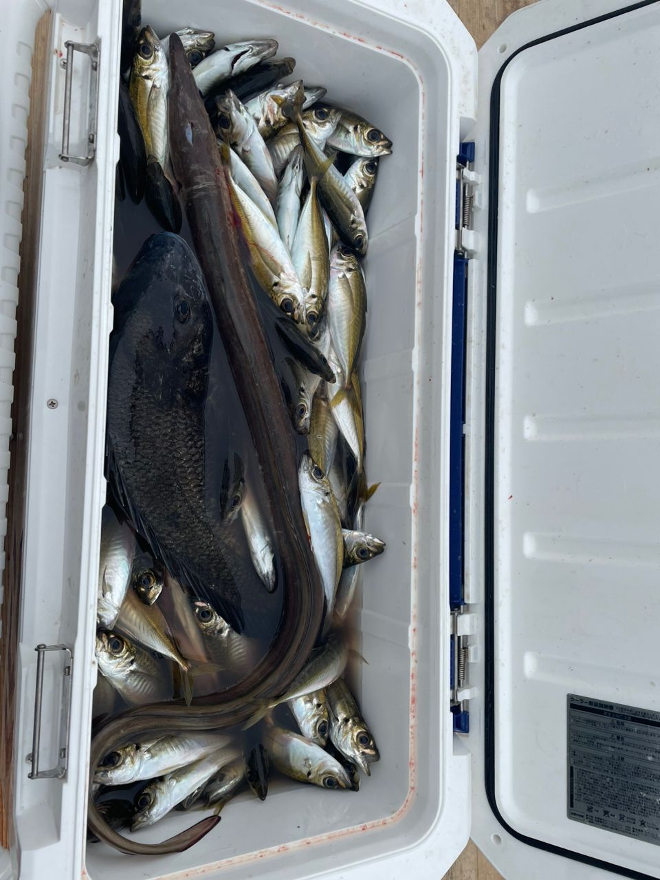 薩摩隼人さんの釣果 2枚目の画像