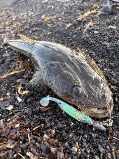 マゴチの釣果