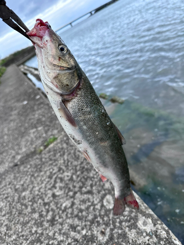 ニゴイの釣果