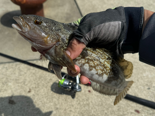 アイナメの釣果