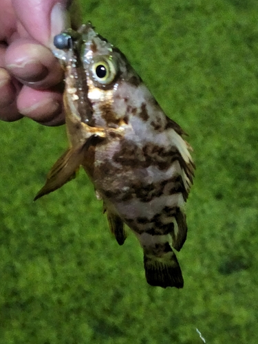 シロメバルの釣果