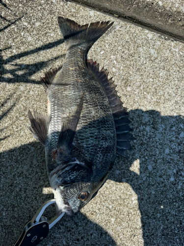 クロダイの釣果