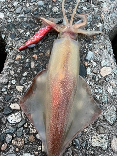 ケンサキイカの釣果