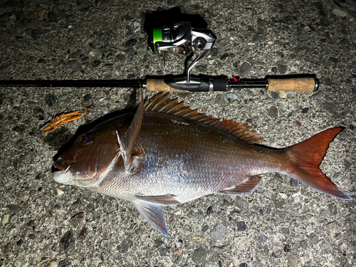 マダイの釣果