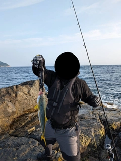 ヤズの釣果