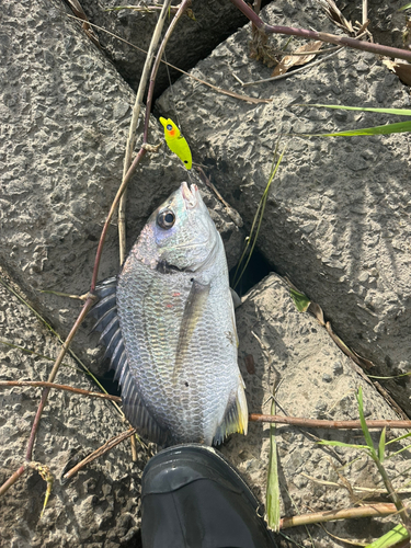 キビレの釣果