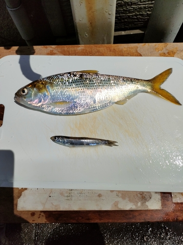 コノシロの釣果