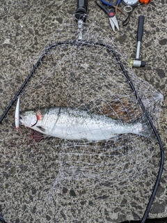 サクラマスの釣果