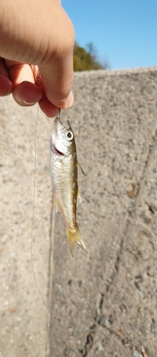 シロムツの釣果