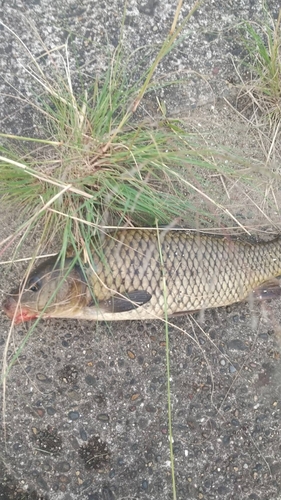 コイの釣果