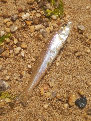 キスの釣果