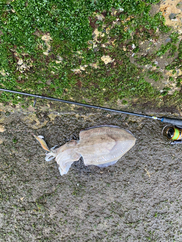 モンゴウイカの釣果