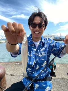 シロギスの釣果