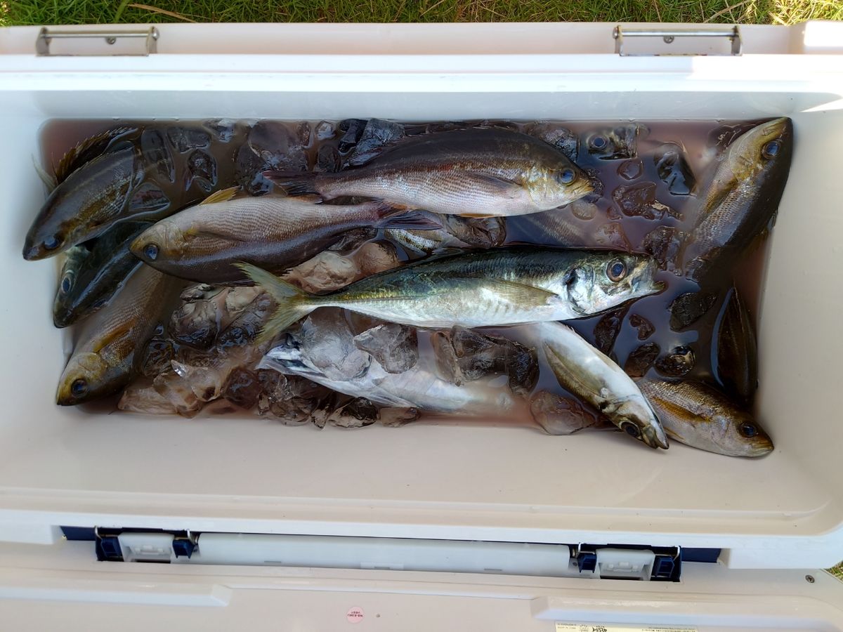 はくさい🎣🐟さんの釣果 2枚目の画像