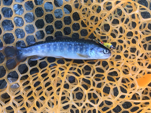 イワナの釣果