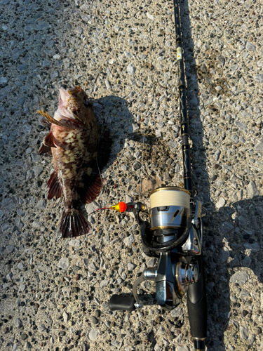 カサゴの釣果