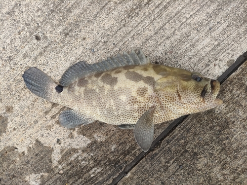 マダラハタの釣果