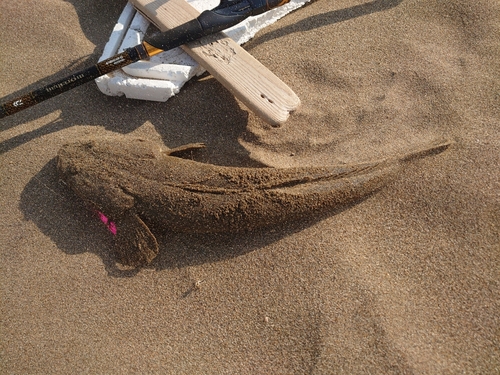 マゴチの釣果