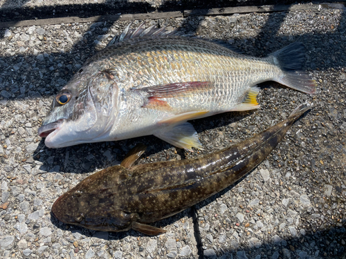 マゴチの釣果