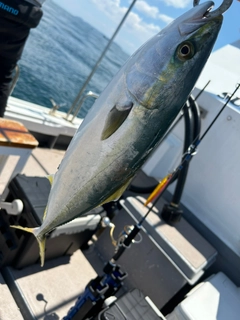 ハマチの釣果