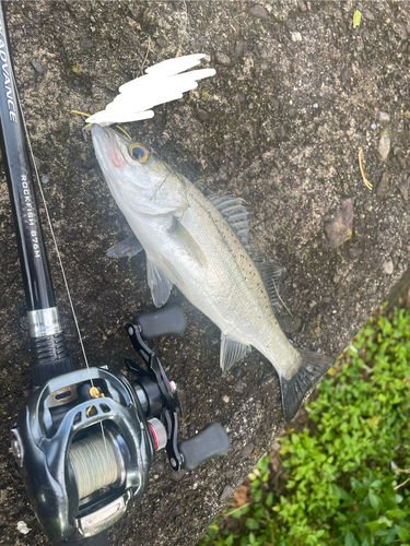 セイゴ（ヒラスズキ）の釣果