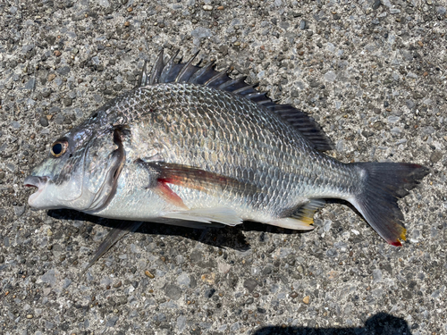 キビレの釣果