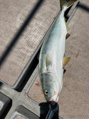 ハマチの釣果