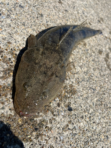 マゴチの釣果