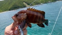 ヤミハタの釣果