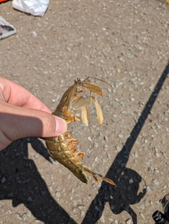 シャコエビの釣果