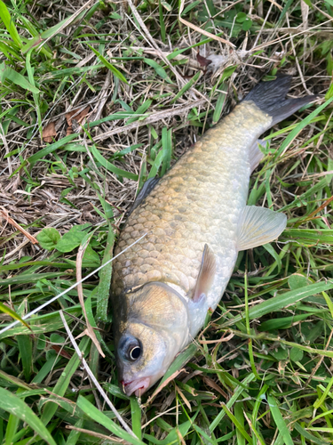 フナの釣果