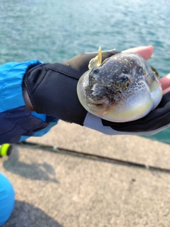 クサフグの釣果