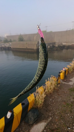 サバの釣果