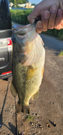 ブラックバスの釣果