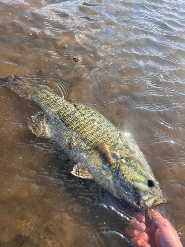 スモールマウスバスの釣果