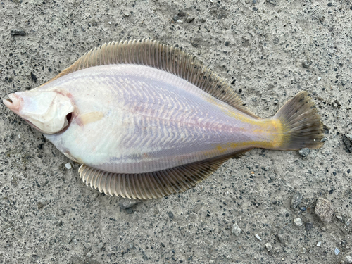 カレイの釣果