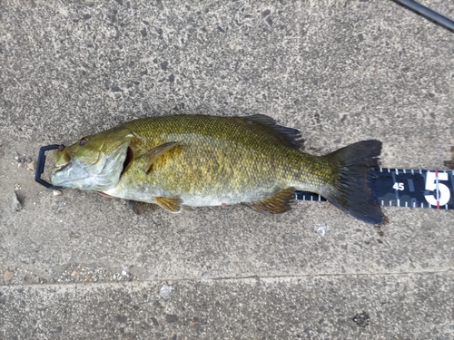 スモールマウスバスの釣果