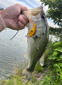 ブラックバスの釣果