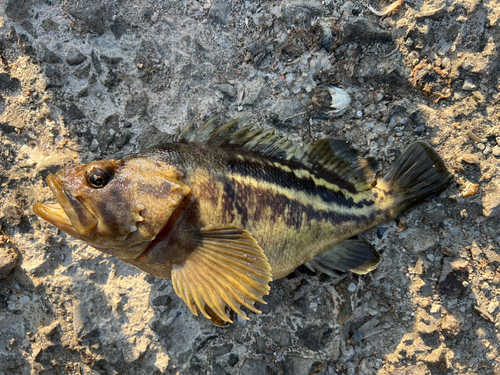 ソイの釣果