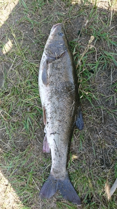 ウグイの釣果