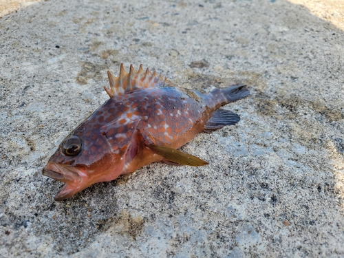 キジハタの釣果