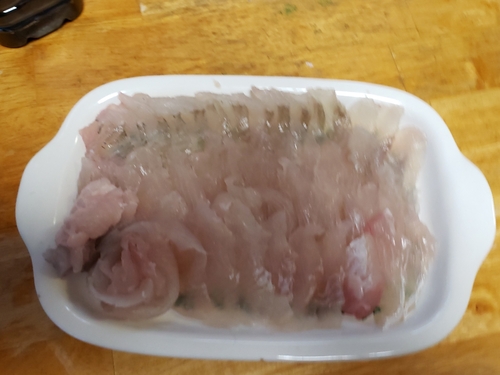 マコガレイの釣果