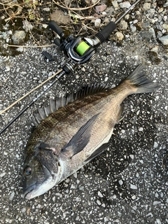 クロダイの釣果